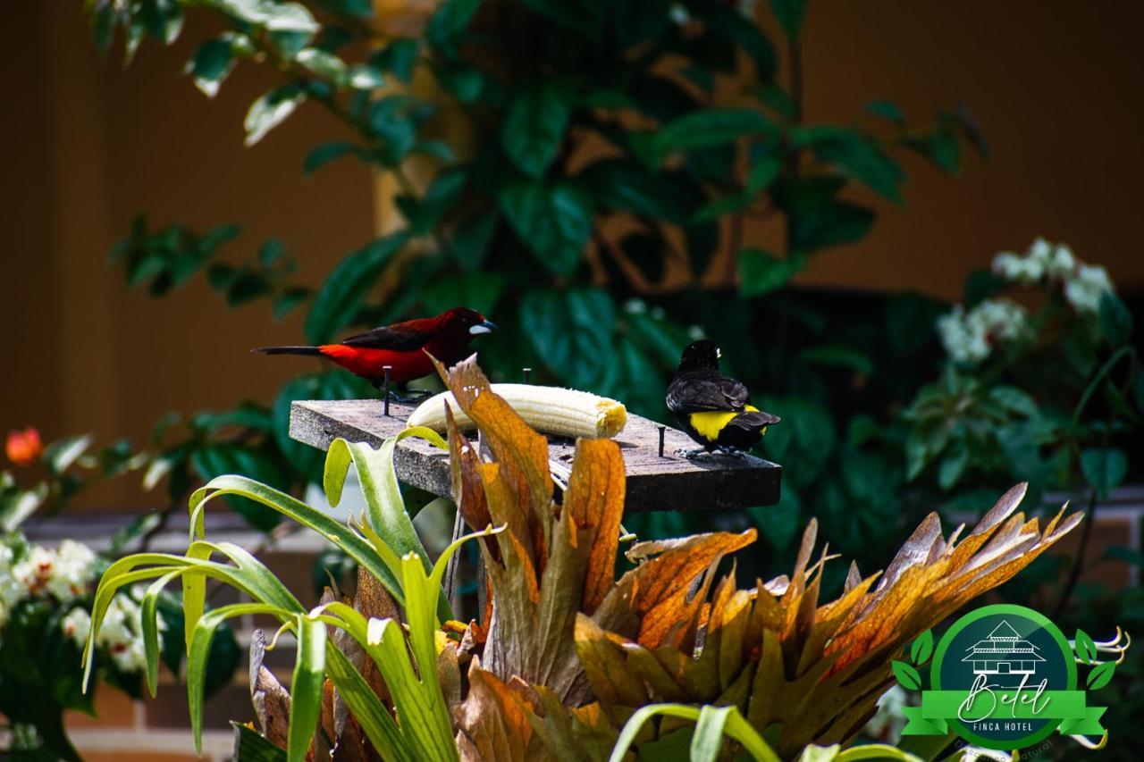 Finca Hotel Betel San Carlos 外观 照片