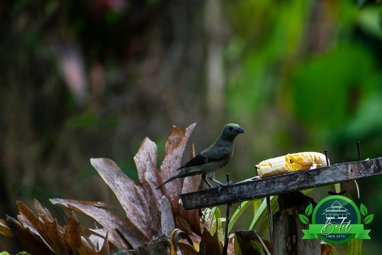 Finca Hotel Betel San Carlos 外观 照片