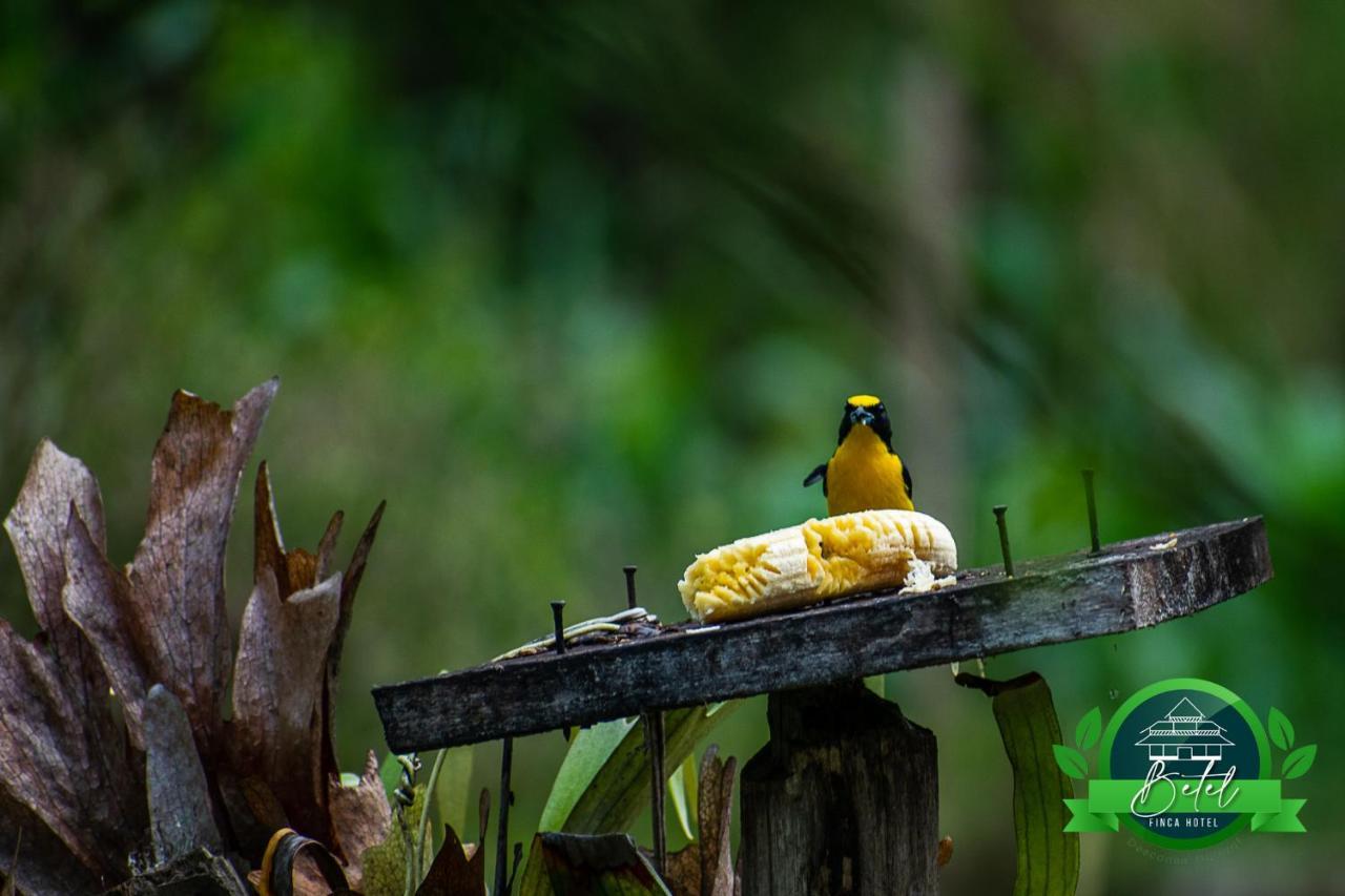 Finca Hotel Betel San Carlos 外观 照片