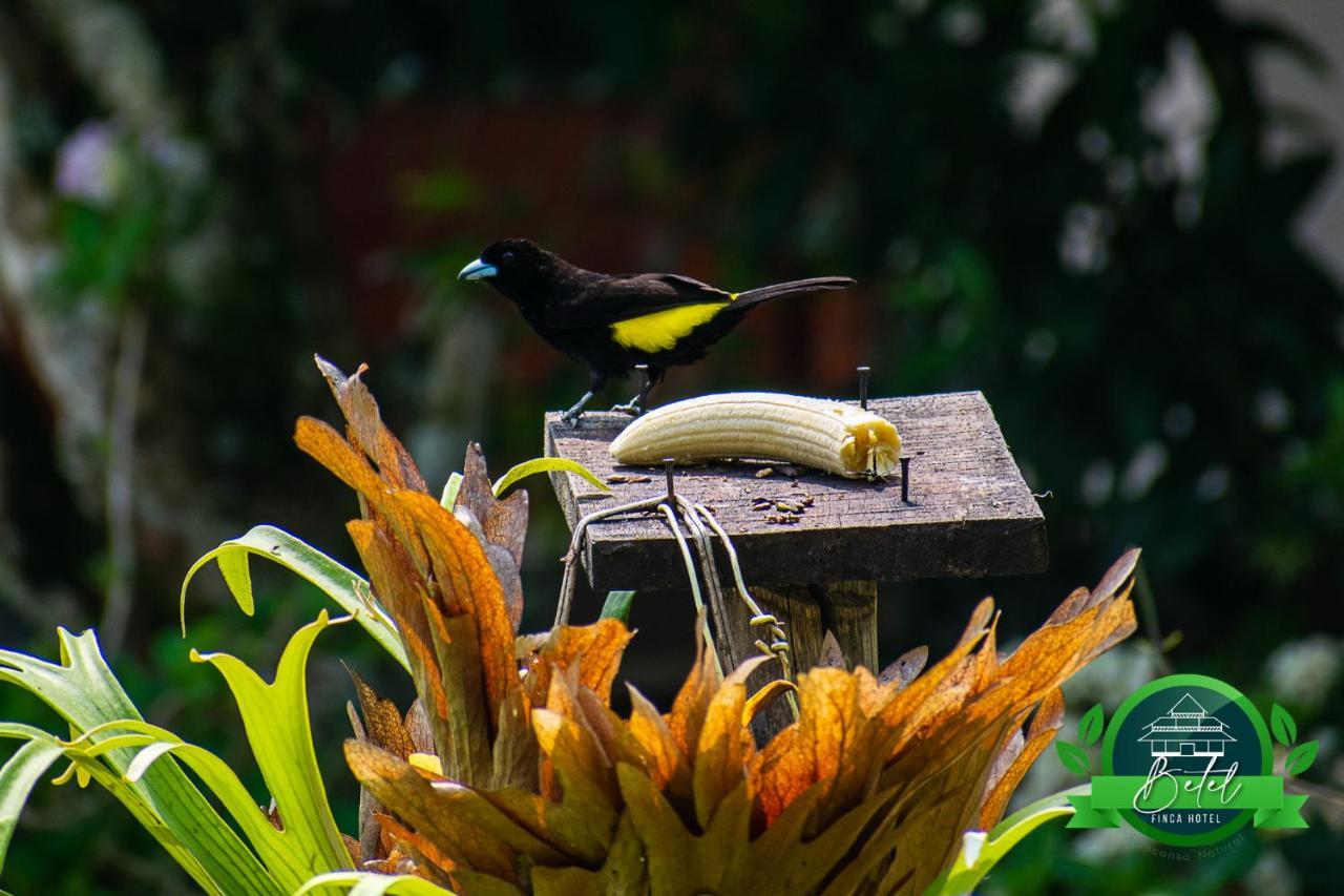 Finca Hotel Betel San Carlos 外观 照片
